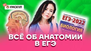 Все об анатомии в ЕГЭ | Биология ЕГЭ 2022 | Умскул