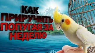 КАК ПРИРУЧИТЬ ПОПУГАЯ ЗА НЕДЕЛЮ