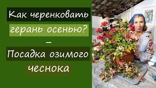 Как черенковать герань осенью? Посадка озимого чеснока