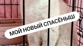 Бездомный кот окраса колор поинт | Мой новый спасёныш | Ноябрь 2024