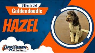 Hazel the Goldendoodle's Amazing Transformation: Off Leash K9 Training Oklahoma