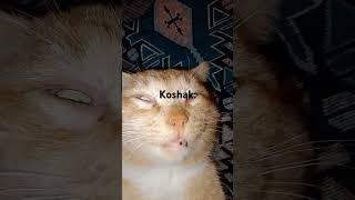 Koshak