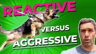 Reactive vs Aggressive Dog: What's The Difference And How To Stop Both