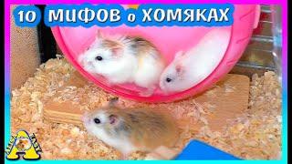 10 Мифов о Хомяке Роборовского / Все о Хомяке / Alisa Easy Pets