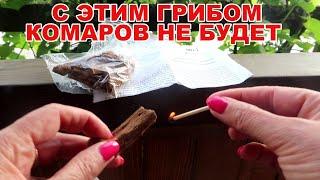 Многие и не знают, что этот ГРИБ защищает на 100% от комаров