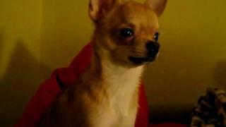 Чихуахуа. Поющая собака / Singing dog. Chihuahua