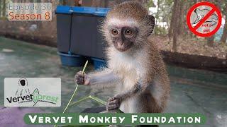 Can Baby Orphan Monkey Sarah Be Saved? All Hope Is not Lost - Is Orphan Agatha too old?