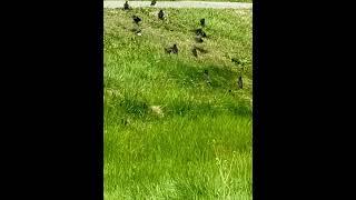 Now You See Them - Now You Don’t #ytshorts #starlings #birds