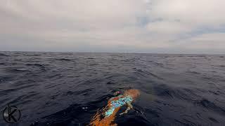 Bluefin Tuna Spearfishing - Tanner Bank, California