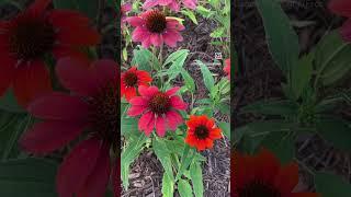 Walking Into My Garden 