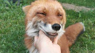 How to pet a fox's belly