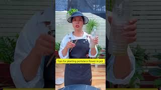 Tips for planting portulaca flower in pot 🪴 #garden #handmadeplanter #gardenflower #gardening