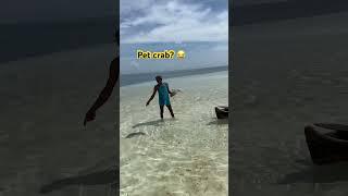 Pet crab or lunch?  Look at the size of that ! #sanblas #panama #island #shorts #youtubeshorts