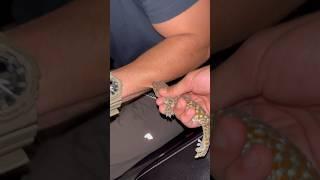 Bite By A Tokay Geko  #tokaygecko #florida #everglades #lizard #wildlife