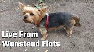 The Yorkie Journey Live Stream Wanstead Flats Park