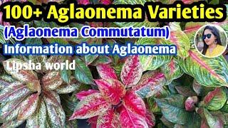 100+ Chinese evergreen varieties/Aglaonema plants with names/aglaonema identification/Lipsha world