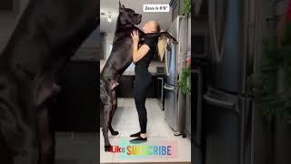 dog  xxx video