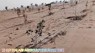 drip system water in Plants process at Khan Kalari Farm Dgk