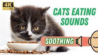 Soothing Sounds of Cats Eating @1001paws Sanctuary [4K]