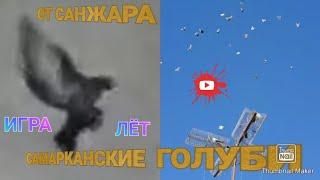 САМАРКАНСКИЕ  ГОЛУБИ Б.САНЖАРА #TAUBEN #PIGEONS