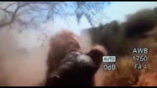 Lion attack Hunter. Best video Ever! Man Eater. Lion hunting videos. Best videos of all time!