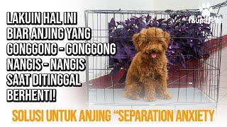 Cara Mengatasi Anjing Separation Anxiety (anjing nangis dan gonggong saat ditinggal) 