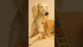 Our Saluki is absolutely gorgeous!