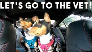 Taking our Basenjis to the vet | Zinga and Zulu | Basenji Adventures