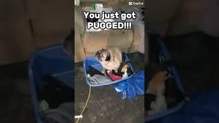 You got pugged shout out to @Siboom12  and ​⁠@LiLbro1823