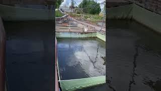 Кормление рыбы #shortvideo #белугафиш #осетроваяферма #узв #осетр #fish