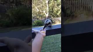 Do Kookaburras Eat Pasta Nope