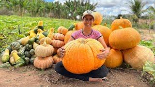 Plantei Abóboras Gigantes, será que ela dá receitas?!