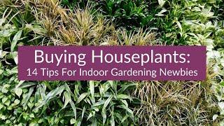 BUYING HOUSEPLANTS: 14 TIPS FOR INDOOR GARDENING NEWBIES / JoyUsGarden