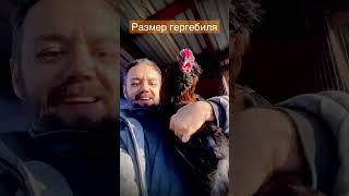 Павлин, гергебиль, оценка размера птицы