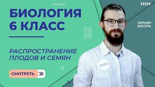 Распространение плодов и семян. Урок 14. Биология 6 класс