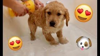 Sammie’s Very First Bath! 7 Week Old Golden Retriever Puppy! Sammie vs Bunny Surprise Playtime