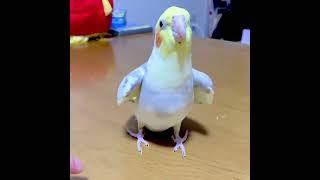 Funny Cockatiel Videos #shorts - Comic Parrot Shorts - Lovely Bird Video