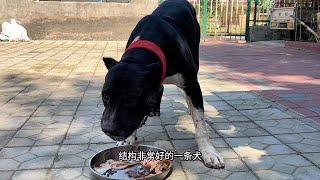 这才是加纳利犬进口种公后代，为犬舍立下不世功勋，骁勇善战好普加！