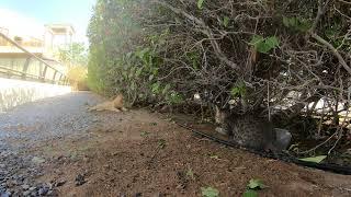 Homeless cats in UAE, Ras Al Khaimah: ED SHEERAN & MICHAEL JACKSON #cats #MichaelJackson #EdSheeran