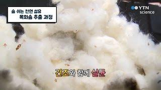 숨 쉬는 천연 섬유 목화솜 추출 과정 / YTN 사이언스