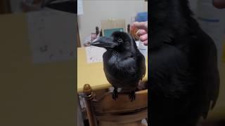 かわいくおしゃべりまったりハッピー　#カラス #crow #karasu #かわいい #まったり #ほっこり  #ほのぼの #おしゃべり  #ハシブトガラス #のんびり