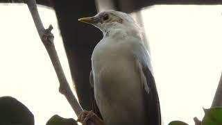 Close-up Black-winged Starling   4K