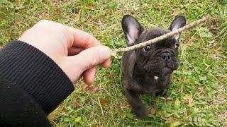 Egor went for his first walk in his life | French Bulldog Puppy