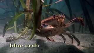 Shape of Life: Marine Arthropods - A Successful Design