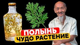 Китайцы издавна знали этот метод применения ПОЛЫНИ. Неизвестные многим свойства полыни горькой