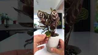 Got Brown Tips On Your Calathea?