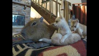 JoeJoe the Capybara and Puppies