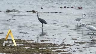 Wings over Waves: Egrets in their Element