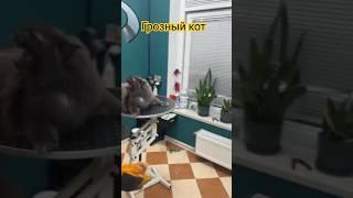 Помыли котика