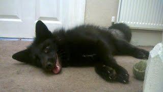 Pet Fox Plays Fetch by Himself